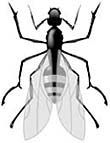 Ant