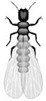termite