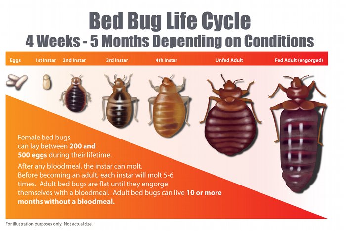 Bed bug life cycle