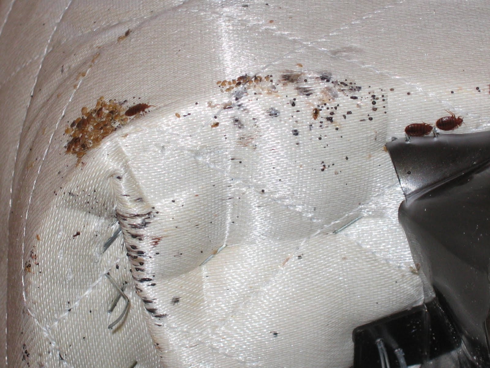 Top Guidelines Of Bed Bug Treatment Nyc